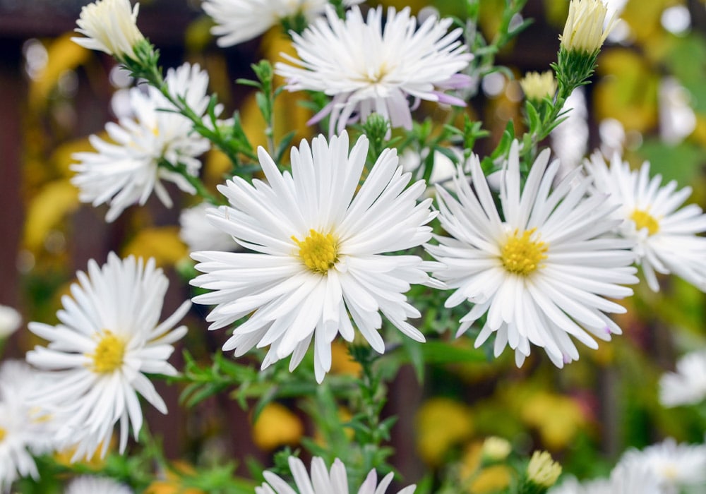 Photograph of white Asters