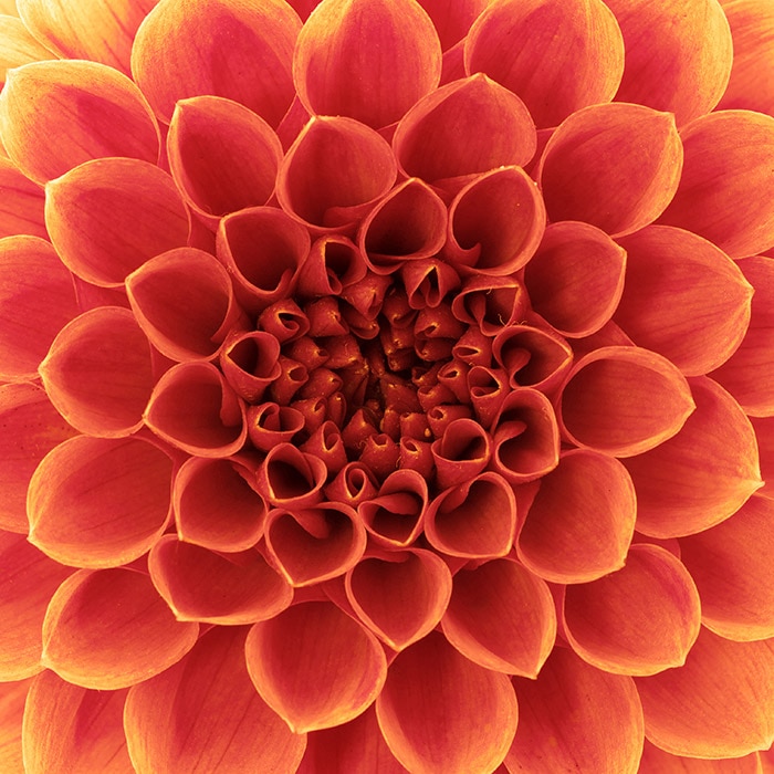 A vibrant, red-orange dahlia flower in full bloom, with tightly arranged petals radiating from a deeply intricate center, captured in a close-up view.