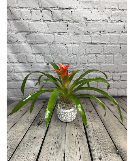 TROPICAL DREAM BROMELIAD